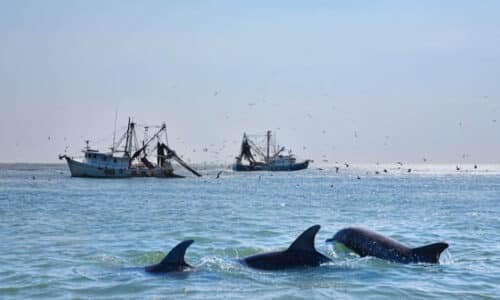 Dolphins and fishing boats off the coast of Hilton Head Island, SC