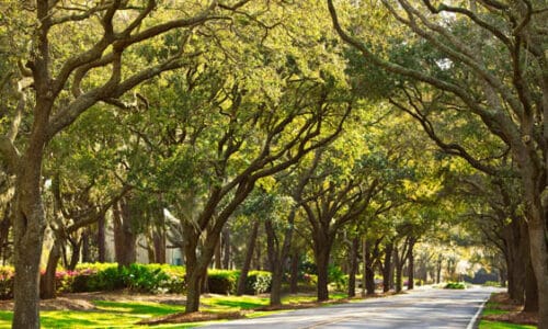 Tree lined street at the Westin Hilton Head, SC.